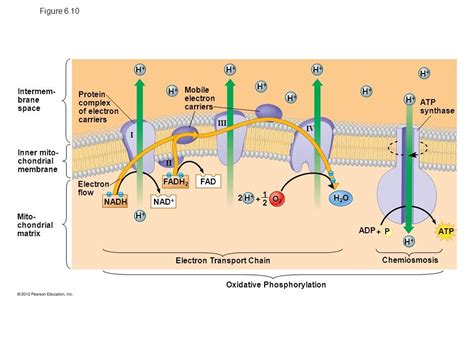 Oxidative Phosphorylation – Biology .